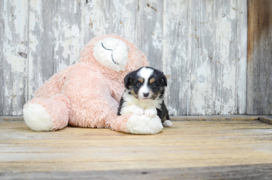 Mini Aussiedoodle Puppy for Adoption