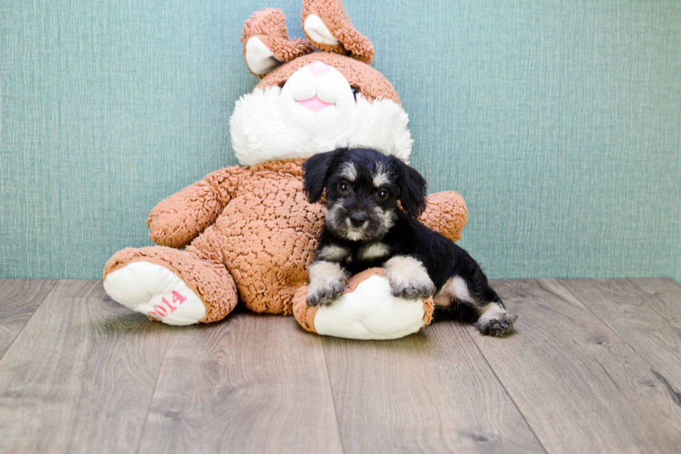 Best Mini Schnauzer Baby