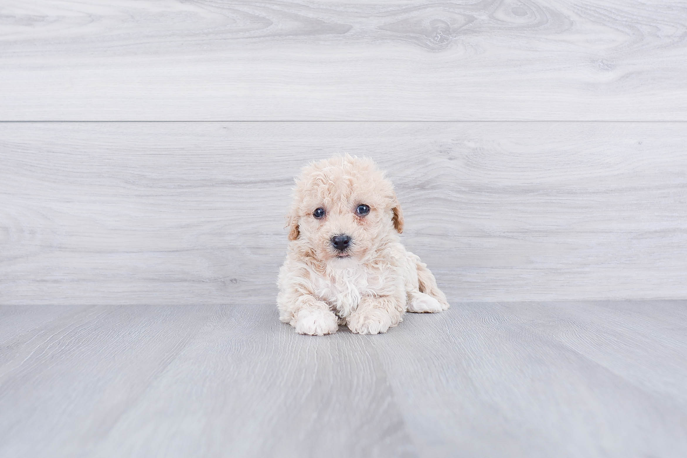 Fluffy Maltipoo Poodle Mix Pup