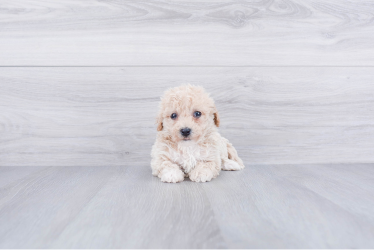 Fluffy Maltipoo Poodle Mix Pup