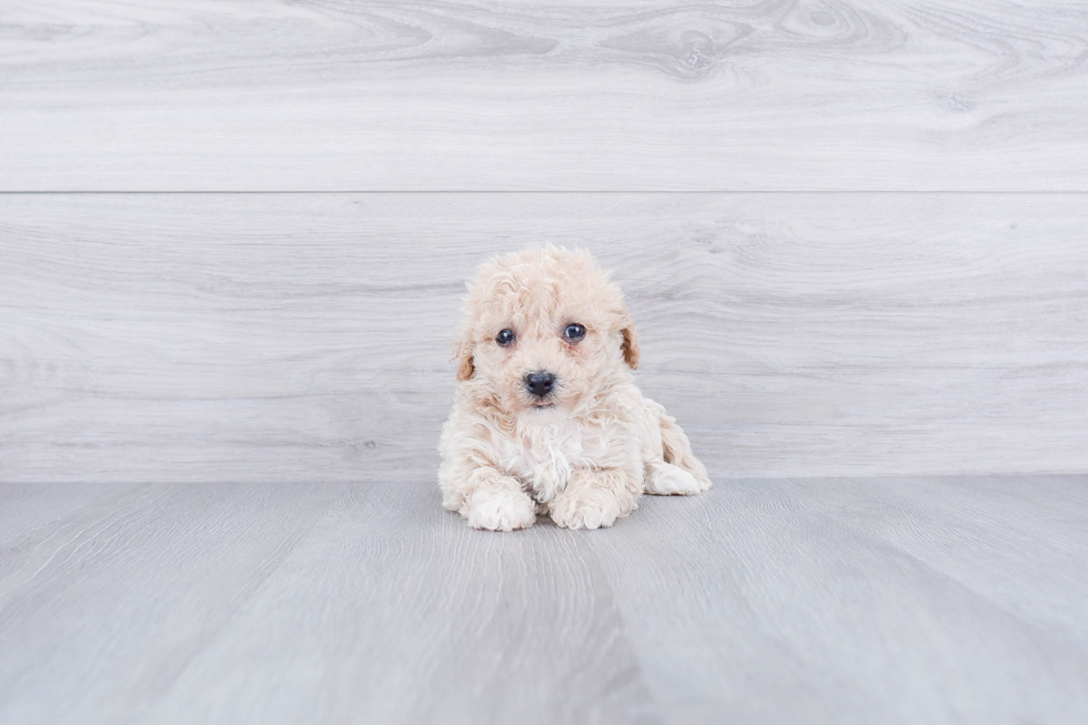Fluffy Maltipoo Poodle Mix Pup