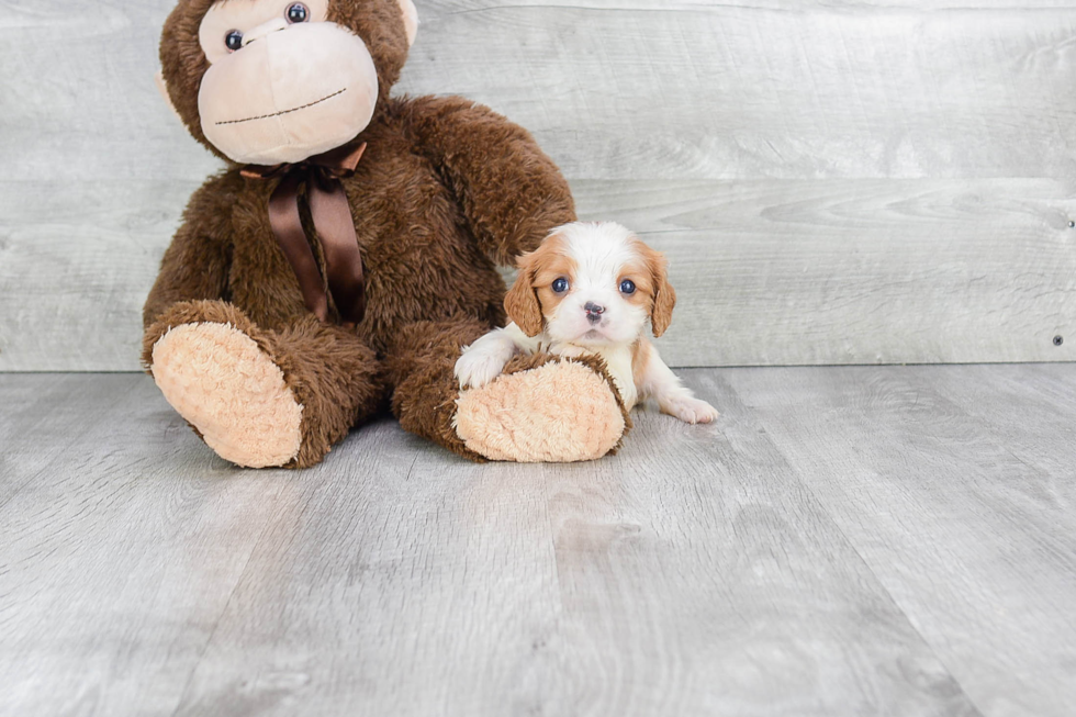 Cavalier King Charles Spaniel Pup Being Cute