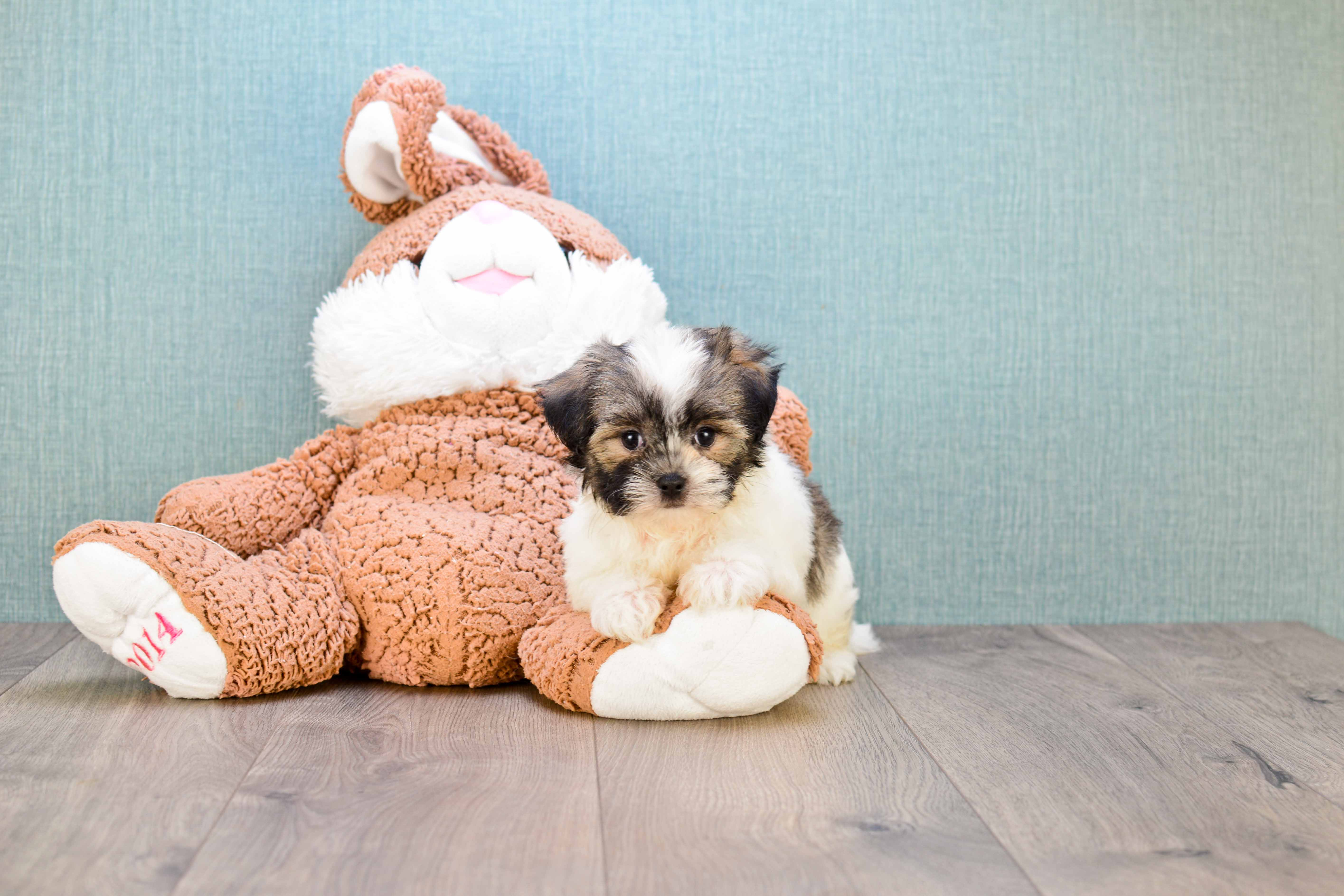 Playful Shi Chon Designer Puppy