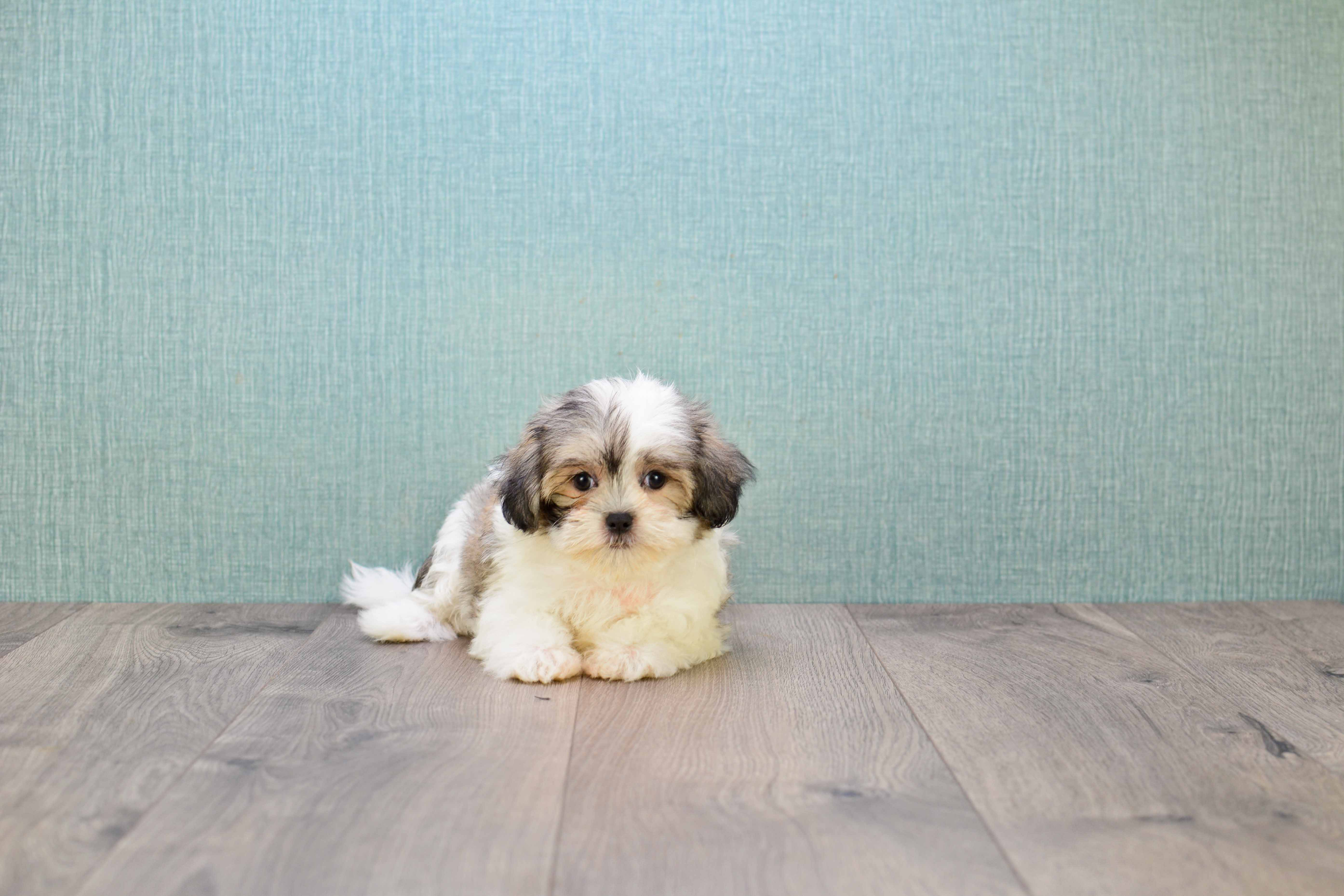 Teddy Bear Puppy for Adoption