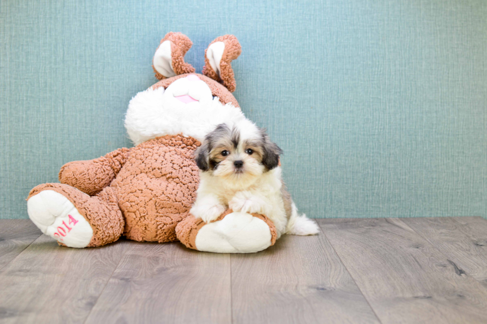 Popular Teddy Bear Designer Pup