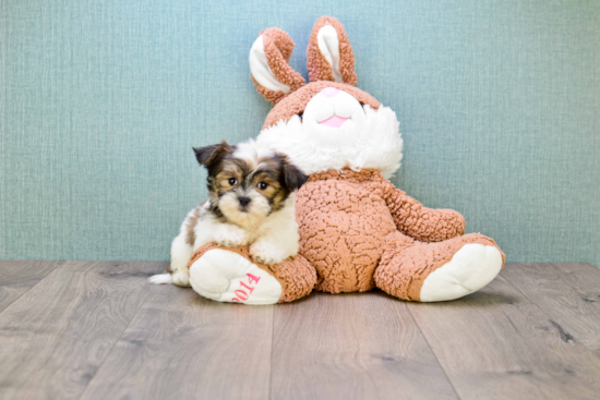 Teddy Bear Pup Being Cute