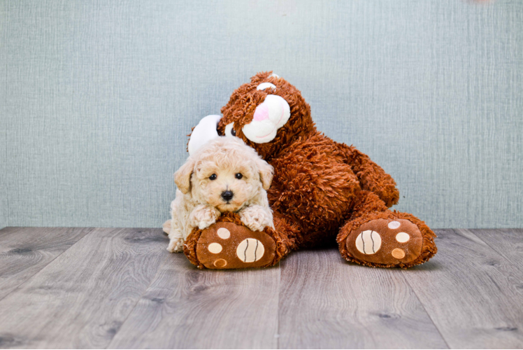 Maltipoo Puppy for Adoption