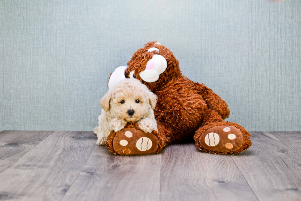 Maltipoo Puppy for Adoption