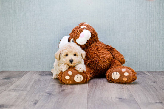 Maltipoo Puppy for Adoption