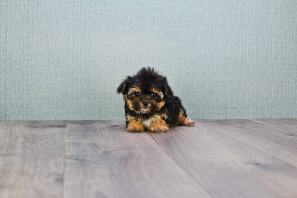 Hypoallergenic Yorkie Designer Puppy