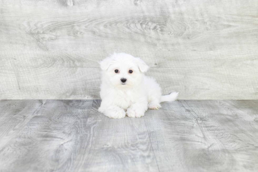 Playful Maltese Purebred Pup