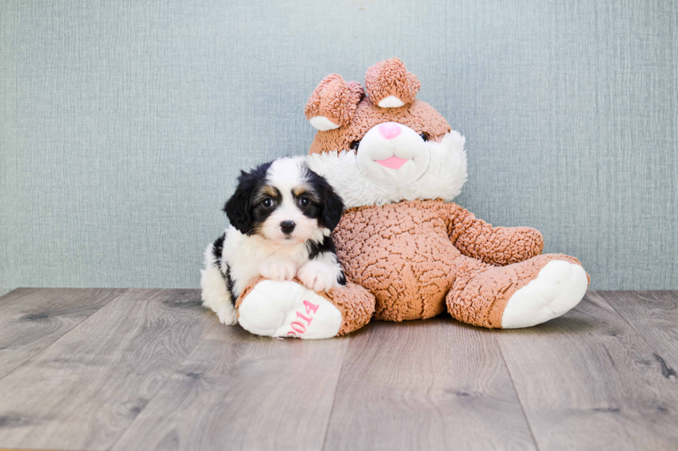 Cavachon Pup Being Cute