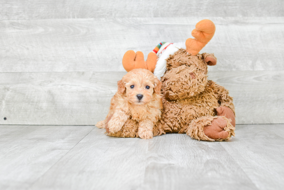 Best Cavapoo Baby