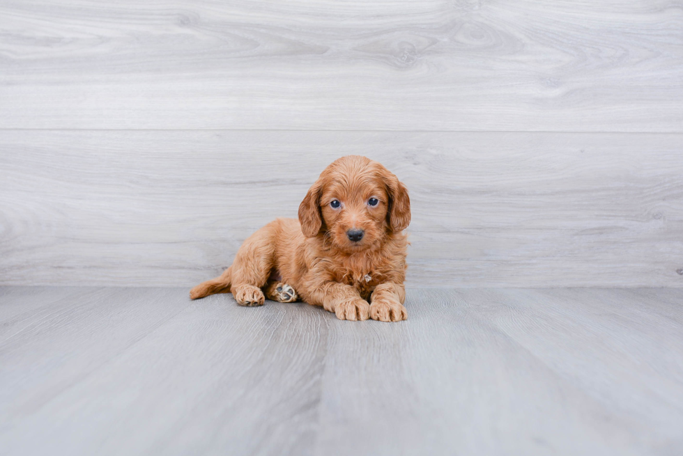 Mini Goldendoodle Pup Being Cute