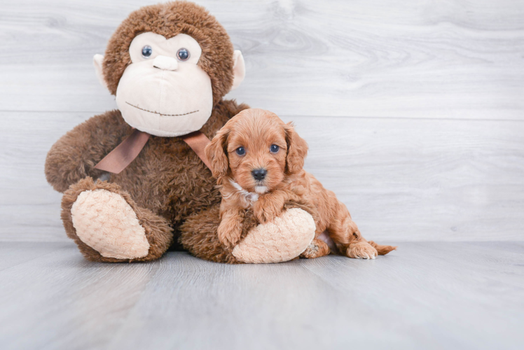 Popular Cavapoo Poodle Mix Pup