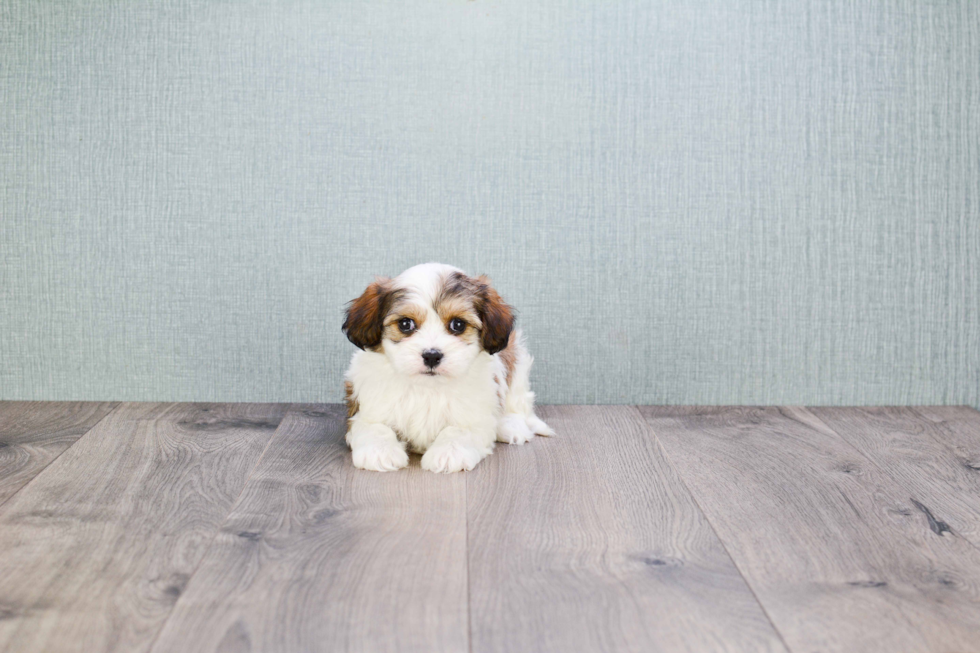 Popular Cavachon Designer Pup