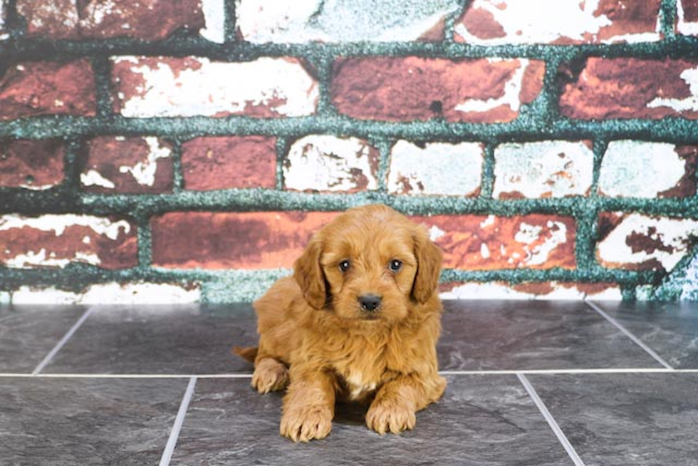 Popular Mini Goldendoodle Poodle Mix Pup