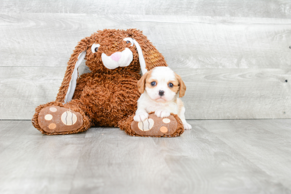 Popular Cavalier King Charles Spaniel Baby