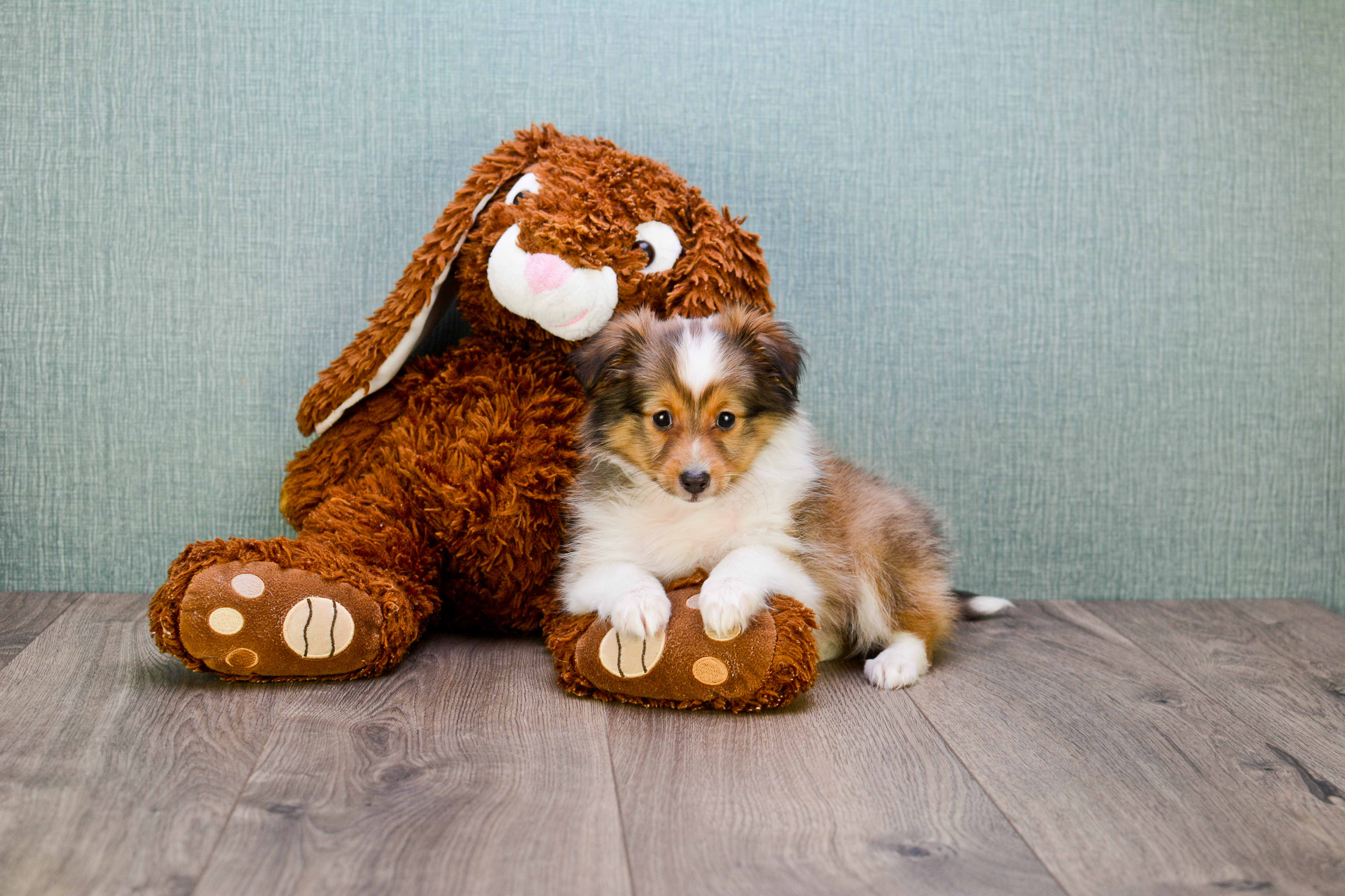 Cute Sheltie Mix Puppy
