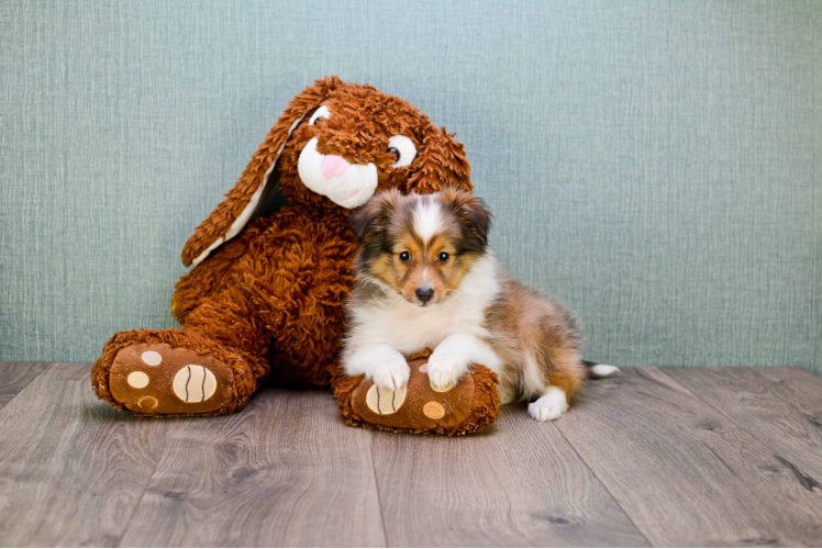 Cute Sheltie Mix Puppy