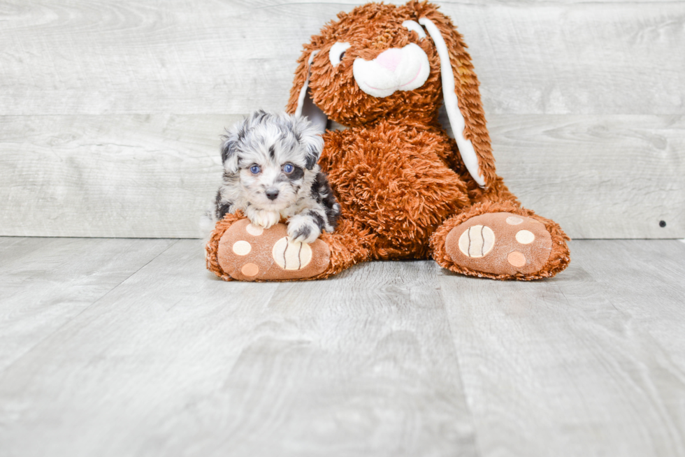 Mini Aussiedoodle Puppy for Adoption