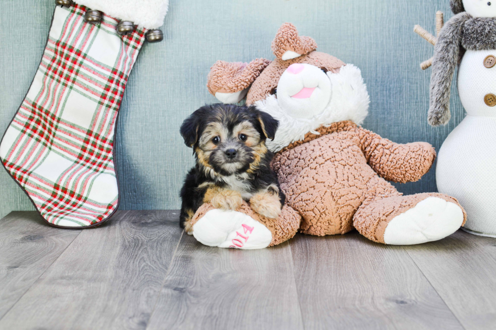 Morkie Puppy for Adoption