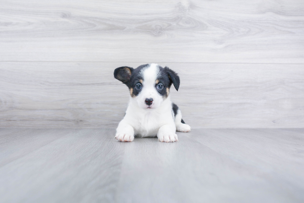 Best Cowboy Corgi Baby