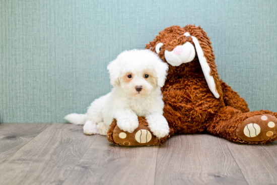 Funny Bichon Frise Purebred Pup