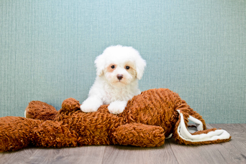 Best Bichon Frise Baby