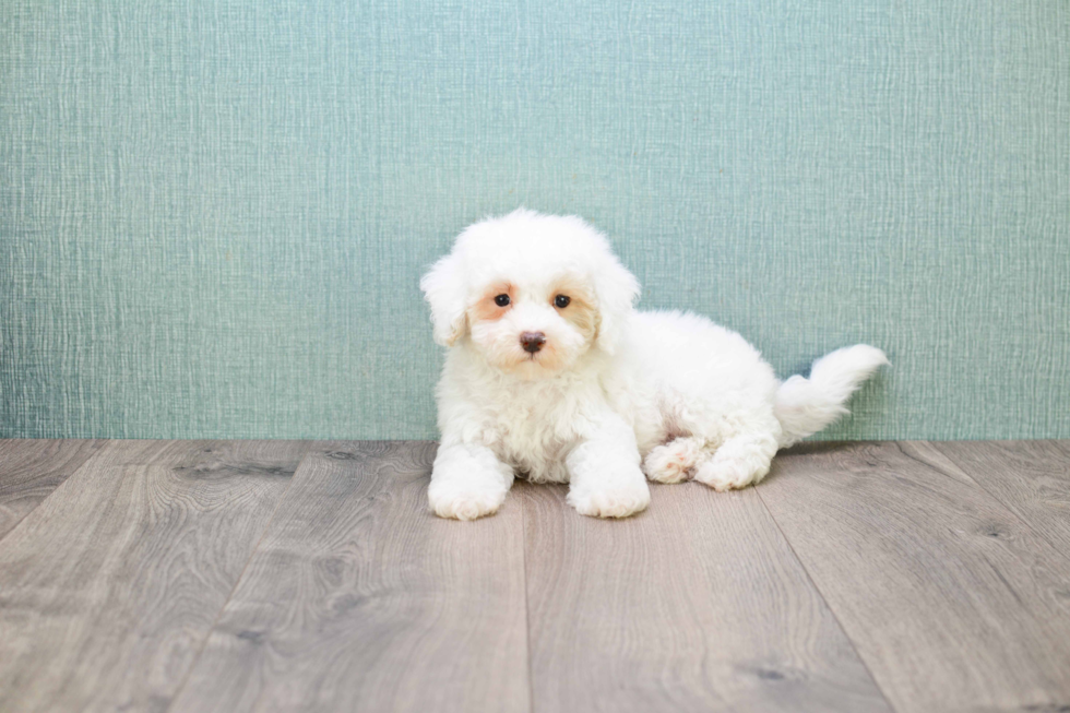 Friendly Bichon Frise Purebred Pup