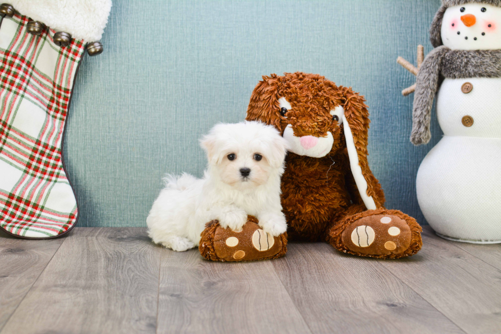 Maltese Puppy for Adoption