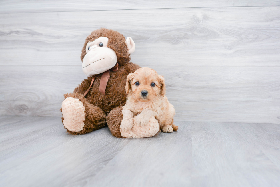 Popular Cavapoo Poodle Mix Pup