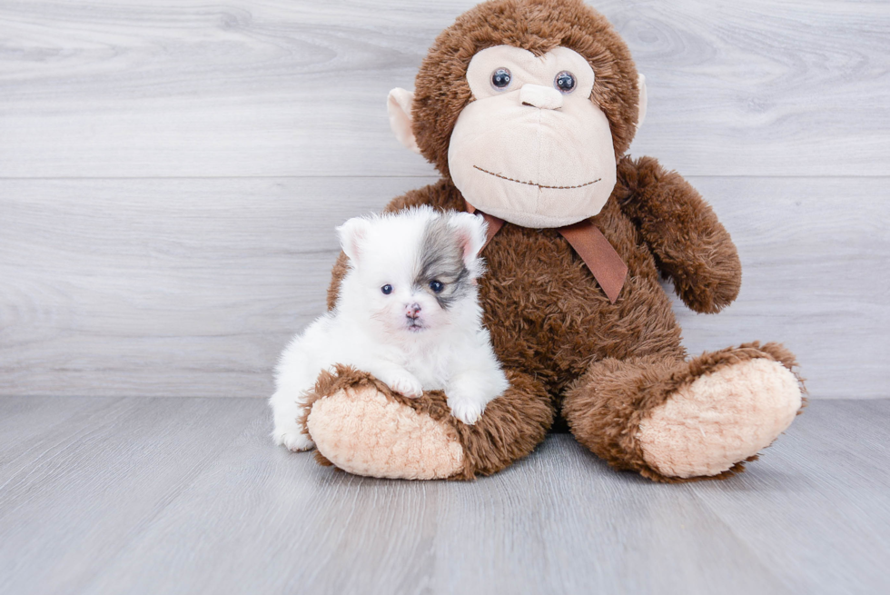 Energetic Pomeranian Purebred Puppy