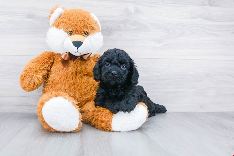 Cavapoo Pup Being Cute