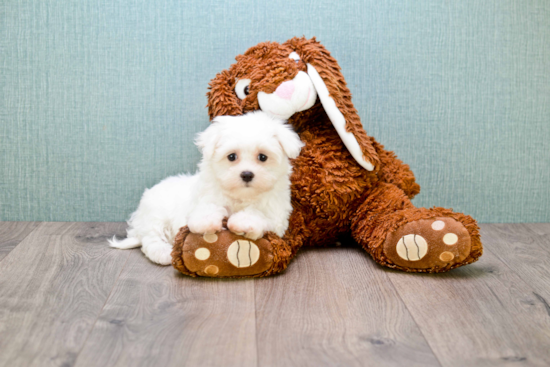 Hypoallergenic Maltese Baby