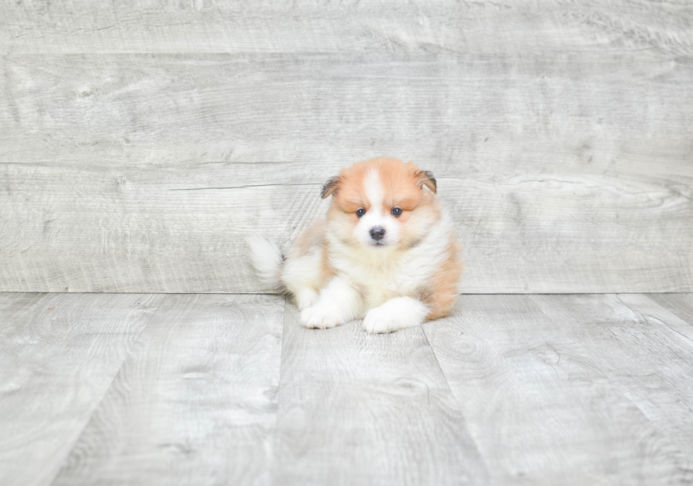 Friendly Pomeranian Baby