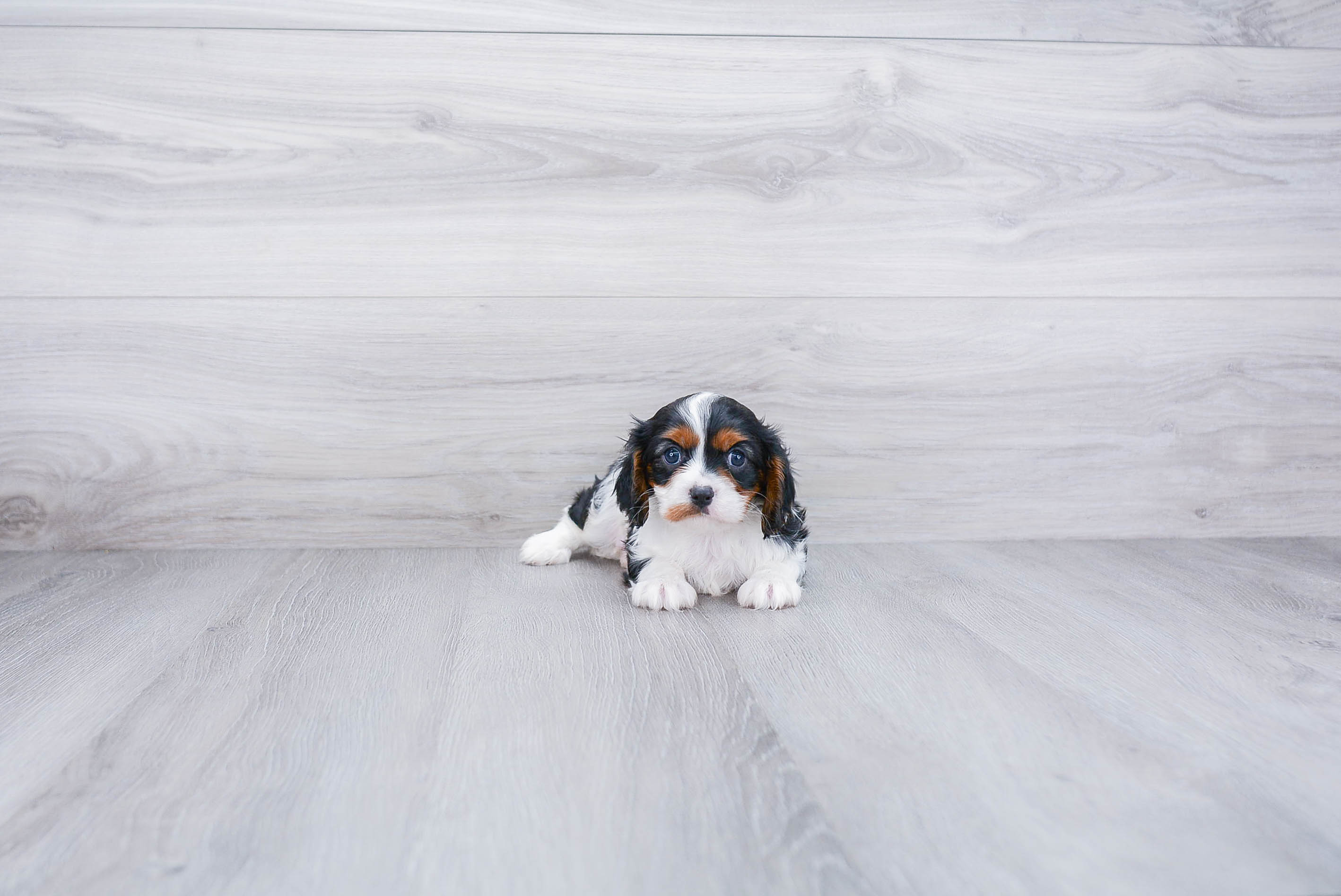 Popular Cavalier King Charles Spaniel Baby
