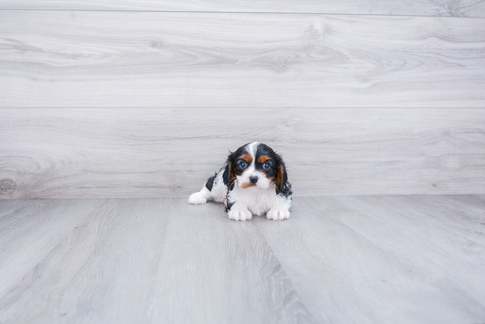 Popular Cavalier King Charles Spaniel Baby