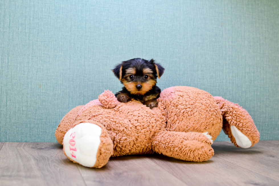 Meet Timmy - our Yorkshire Terrier Puppy Photo 