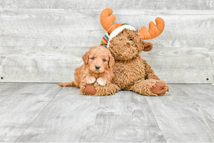 Mini Goldendoodle Pup Being Cute