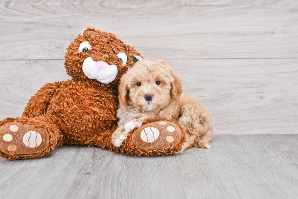 Smart Mini Goldendoodle Poodle Mix Pup