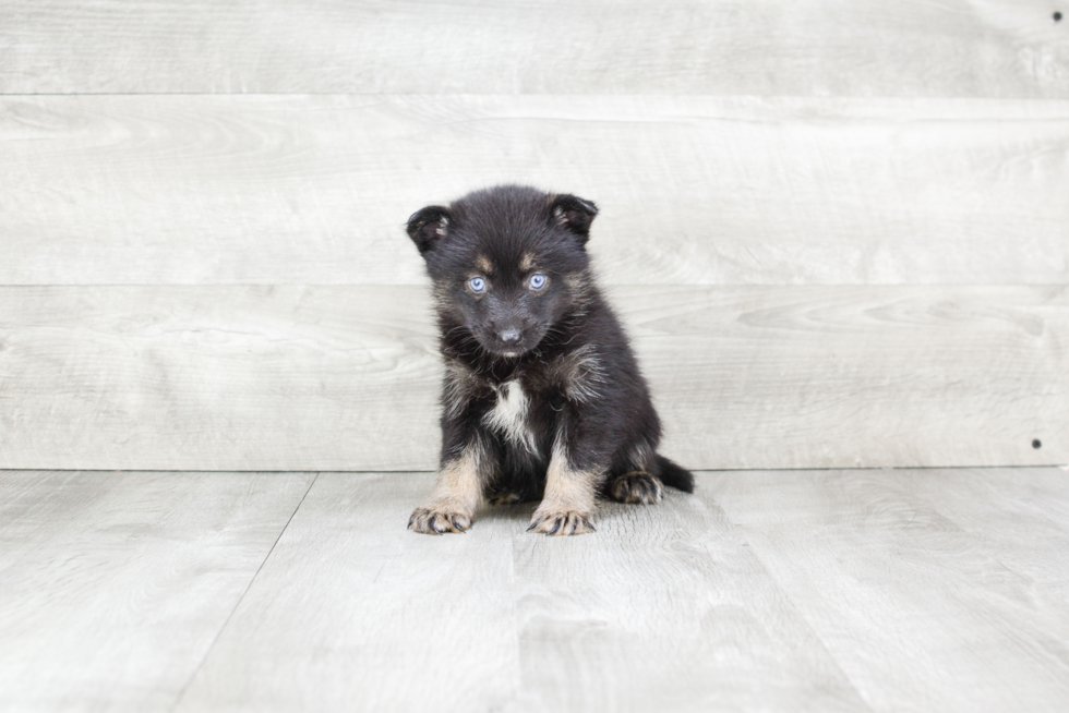 Happy Pomsky Baby