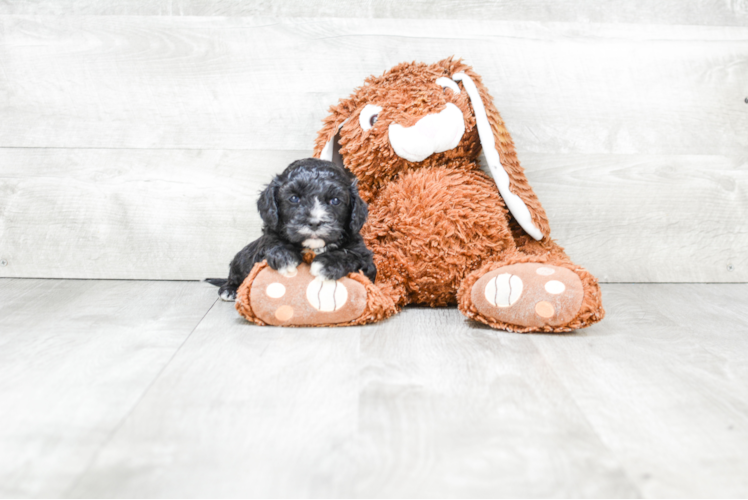 Fluffy Cavapoo Poodle Mix Pup