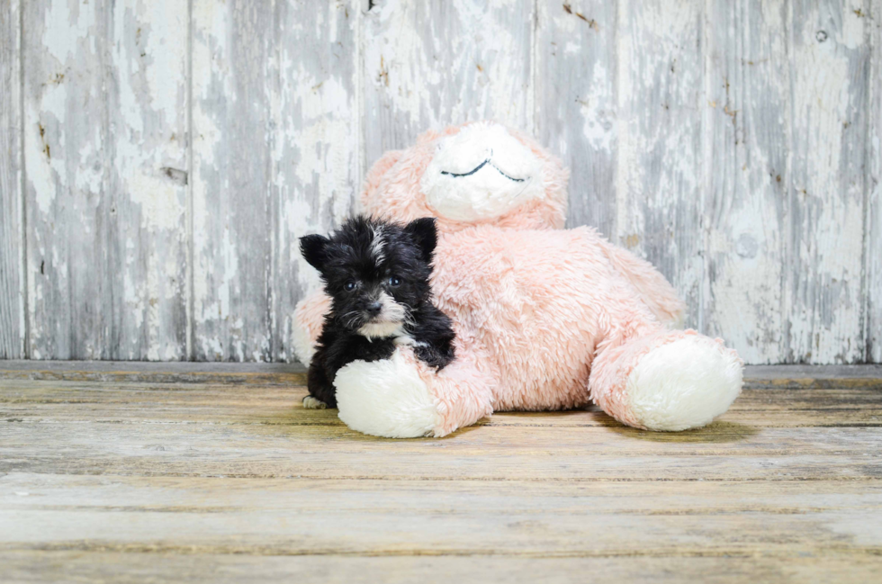 Havanese Puppy for Adoption