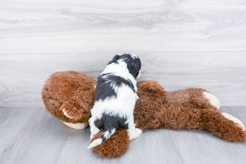 Teddy Bear Pup Being Cute