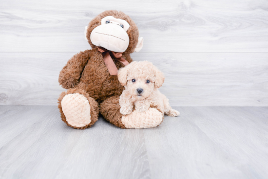 Adorable Havanese Purebred Puppy