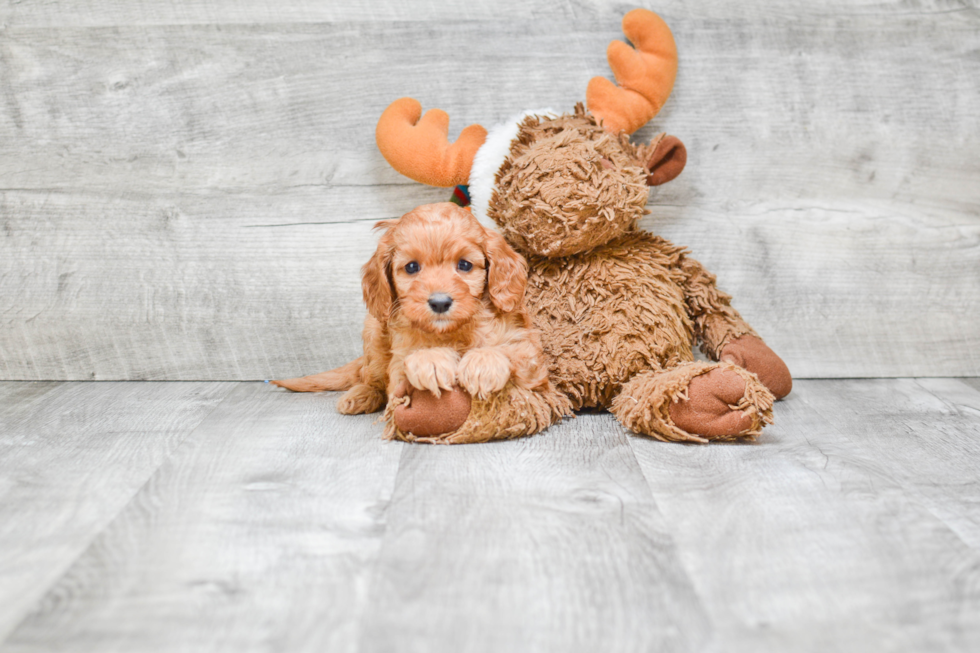 Cavapoo Pup Being Cute