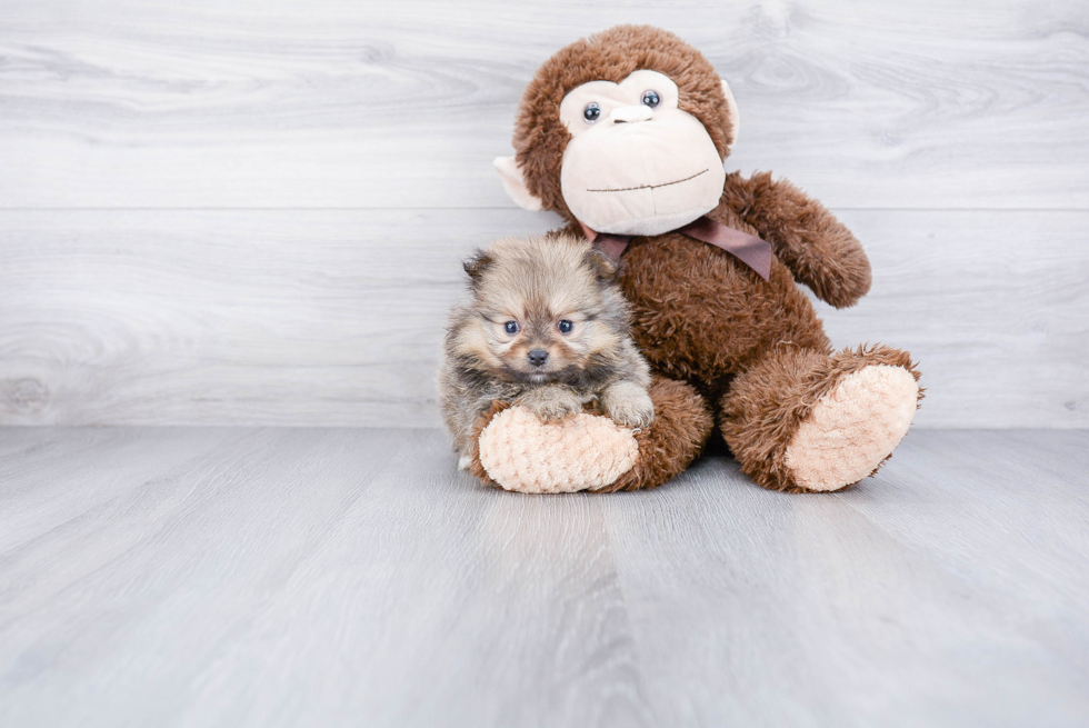 Happy Pomeranian Purebred Puppy