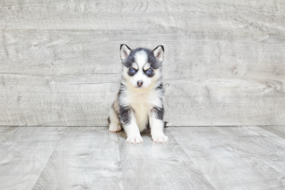 Friendly Pomsky Baby