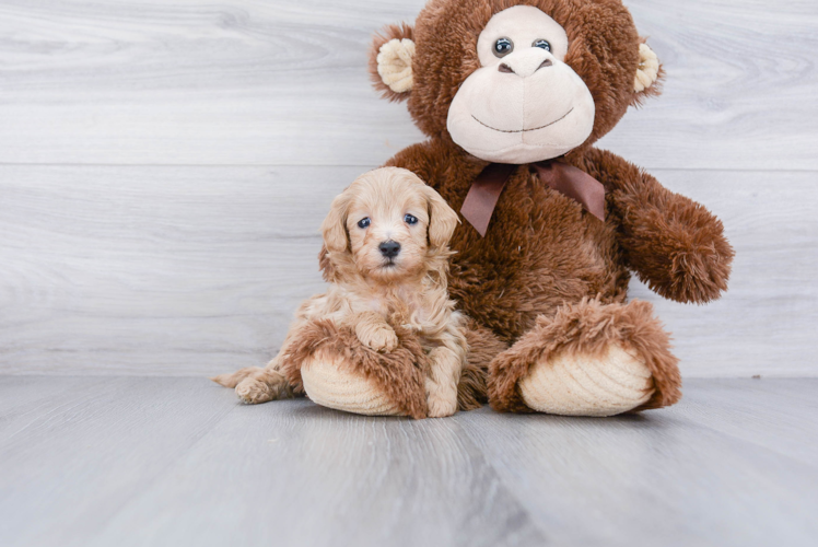 Best Cavapoo Baby